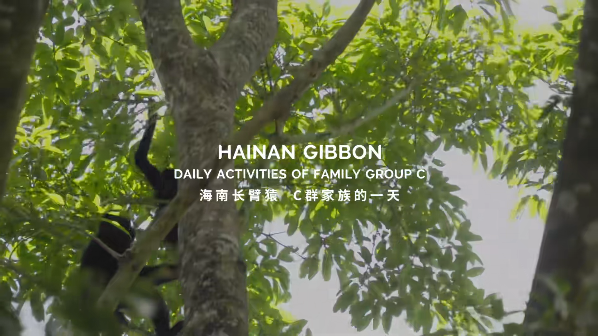 COP15中国角海南日丨生物多样性保护系列成果宣传片《海南长臂猿》